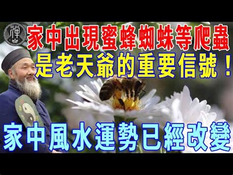 黃蜂入屋風水|【蜂窩風水】家有蜂窩風水吉凶解密：黃蜂入宅，招財。